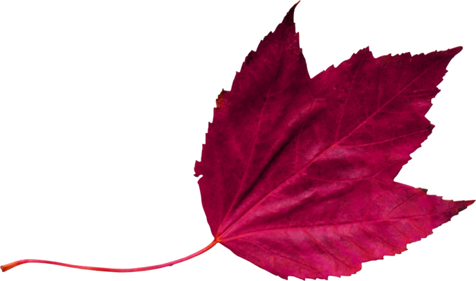 Red Leaf 2 - Wedding - Free Transparent PNG Clipart Images Download. - Transparent PNG Free Download