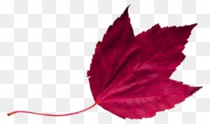 Red Leaf 2 - Wedding - Free Transparent PNG Clipart Images Download. - Transparent PNG Free Download