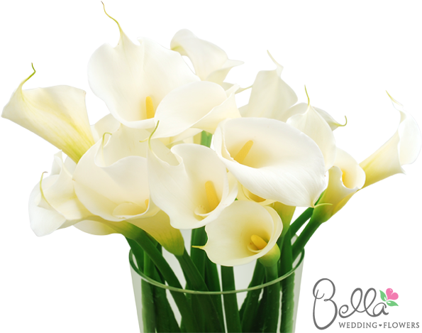 Classic Large White Calla Lily Flowers Are Simply Stunning - Wedding - Free Transparent PNG Clipart Images Download. - Transparent PNG Free Download