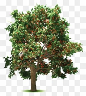 Cherryman's Cherry Growers - Wedding Invitation - Free Transparent PNG Clipart Images Download. - Transparent PNG Free Download