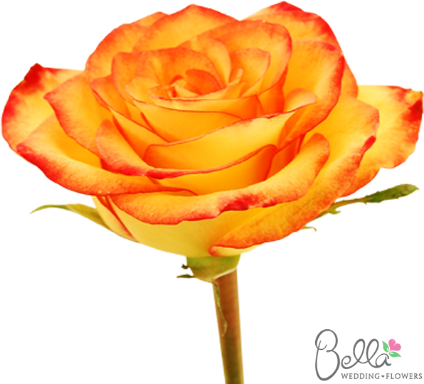 Voodoo Are A Gorgeous Variety Of Orange Rose And One - Wedding - Free Transparent PNG Clipart Images Download. - Transparent PNG Free Download