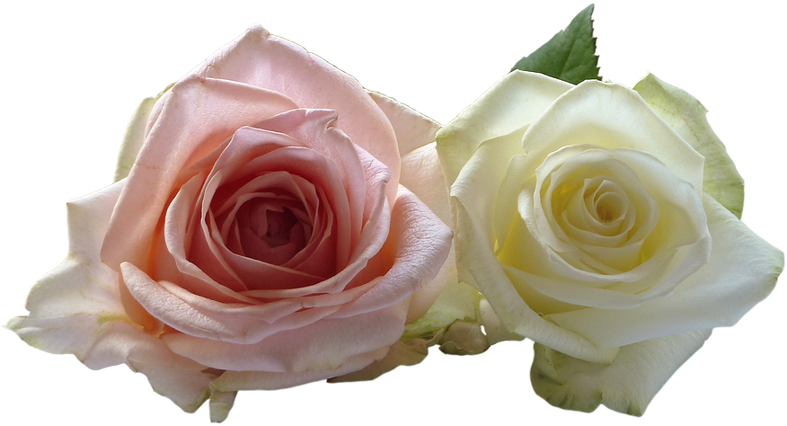 White Rose Png 10, Buy Clip Art - Wedding - Free Transparent PNG Clipart Images Download. - Transparent PNG Free Download