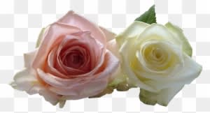 White Rose Png 10, Buy Clip Art - Wedding - Free Transparent PNG Clipart Images Download. - Transparent PNG Free Download