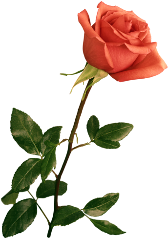 Harika Gül Resimleri, Muhteşem Çiçek Resimleri, Süper - Wedding Backgrounds For Photoshop - Free Transparent PNG Clipart Images Download. - Transparent PNG Free Download