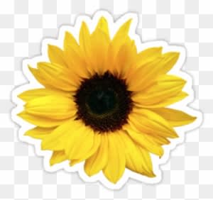 Sunflower Png Tumblr Sunflower Png Tumblr - Wedding - Free Transparent PNG Clipart Images Download. - Transparent PNG Free Download