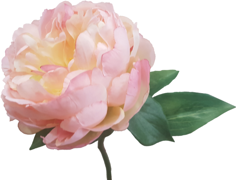 Cream Pink Peony Artificial Flowers S5841crmpnk - Wedding - Free Transparent PNG Clipart Images Download. - Transparent PNG Free Download