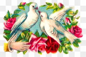 The Colorful Romantic Clipart Images Of Pairs Of Doves - Garden Roses - Free Transparent PNG Clipart Images Download. - Transparent PNG Free Download