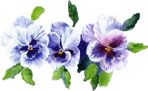 Pansies, Art Flowers, Vintage Cards, Wedding Invitation, - Bon Week End - Free Transparent PNG Clipart Images Download. - Transparent PNG Free Download