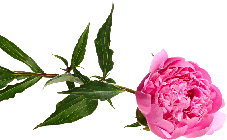 Eco Weddings - Common Peony - Free Transparent PNG Clipart Images Download. - Transparent PNG Free Download