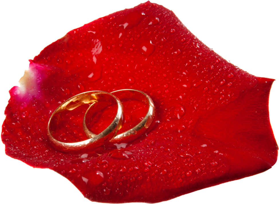 Wedding Rings In Rose Petal Png Clip Art - Clip Art - Free Transparent PNG Clipart Images Download. - Transparent PNG Free Download