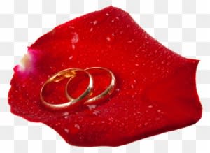 Wedding Rings In Rose Petal Png Clip Art - Clip Art - Free Transparent PNG Clipart Images Download. - Transparent PNG Free Download