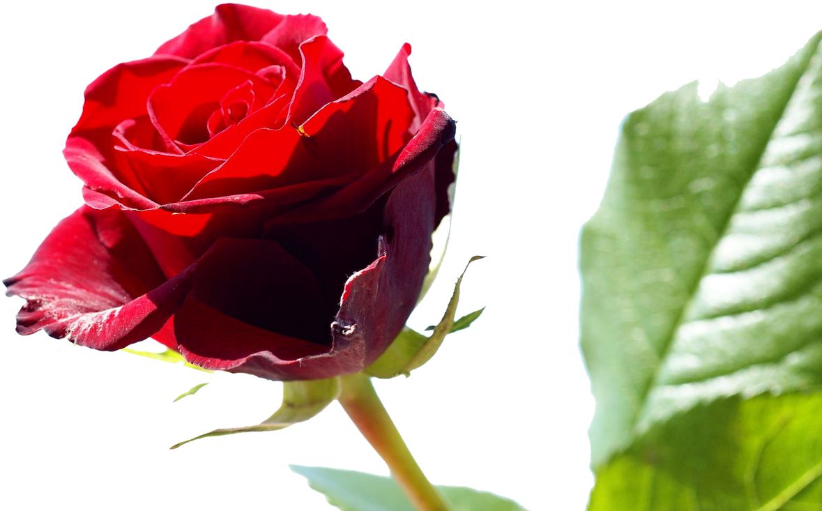 Rose Wikipedia,free Shipping Vestidos De Novia Real - Happy Rose Day To Friends - Free Transparent PNG Clipart Images Download. - Transparent PNG Free Download