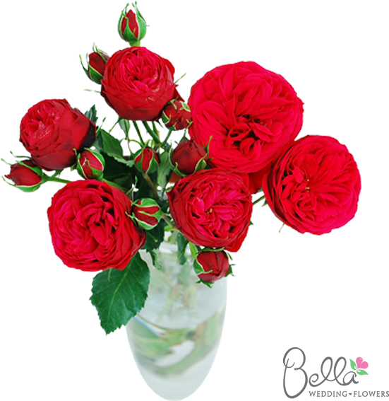 Piano Garden Roses Are One Of The Newest Hot Items - Roses Lovers - Free Transparent PNG Clipart Images Download. - Transparent PNG Free Download