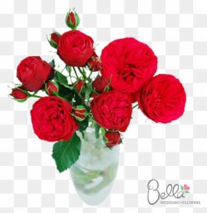 Piano Garden Roses Are One Of The Newest Hot Items - Roses Lovers - Free Transparent PNG Clipart Images Download. - Transparent PNG Free Download