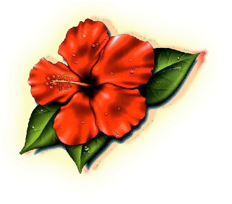 Hibiscus Flower Tattoos- High Quality Photos And Flash - Hibiscus Flower Tattoo - Free Transparent PNG Clipart Images Download. - Transparent PNG Free Download