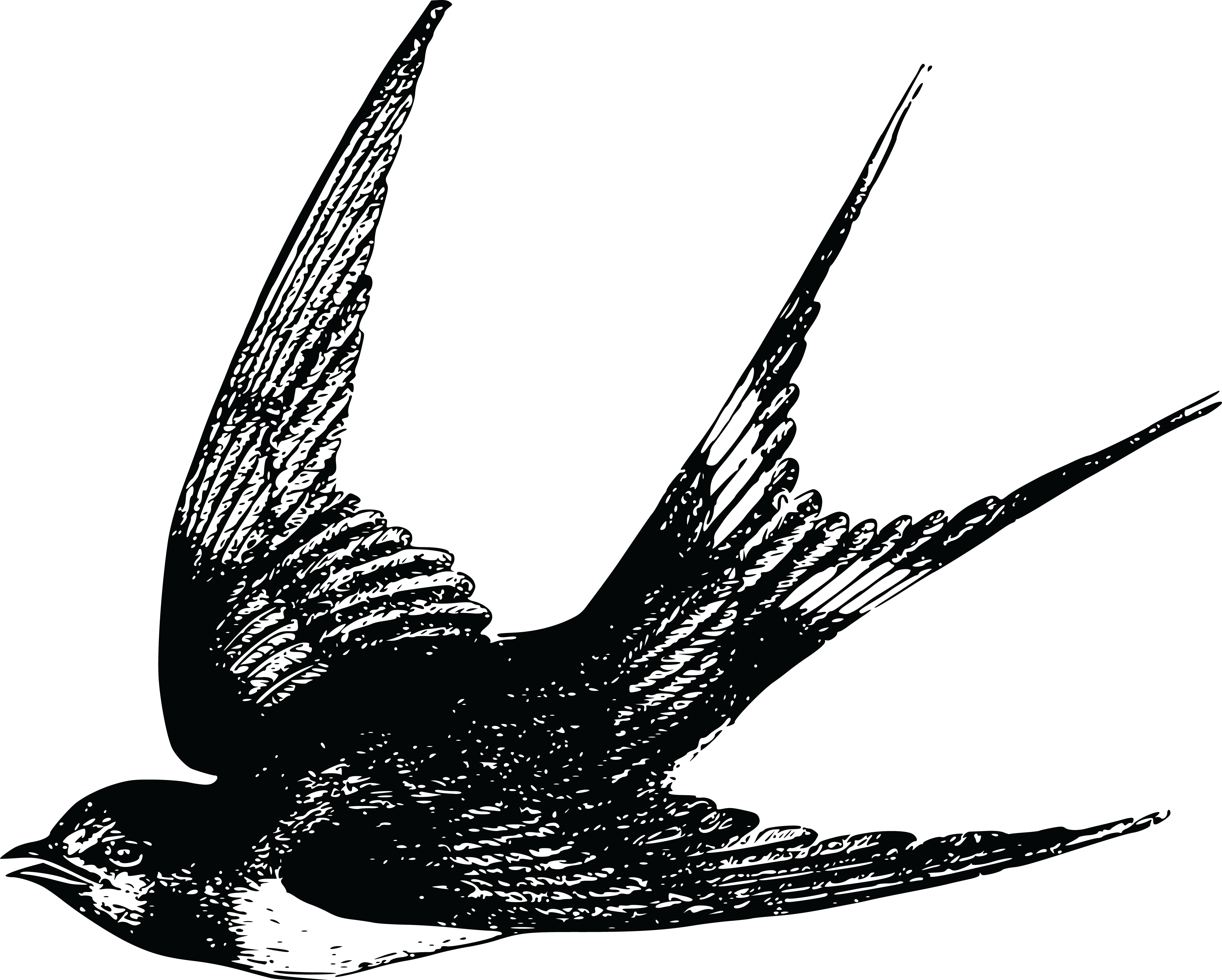 Free Clipart Of A Swallow - Swallow Tattoo Vintage - Free Transparent PNG Clipart Images Download. - Transparent PNG Free Download