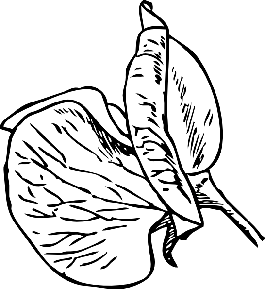 Sweet Pea Flower Sketch - Sweet Pea Flower Tattoo - Free Transparent PNG Clipart Images Download. - Transparent PNG Free Download