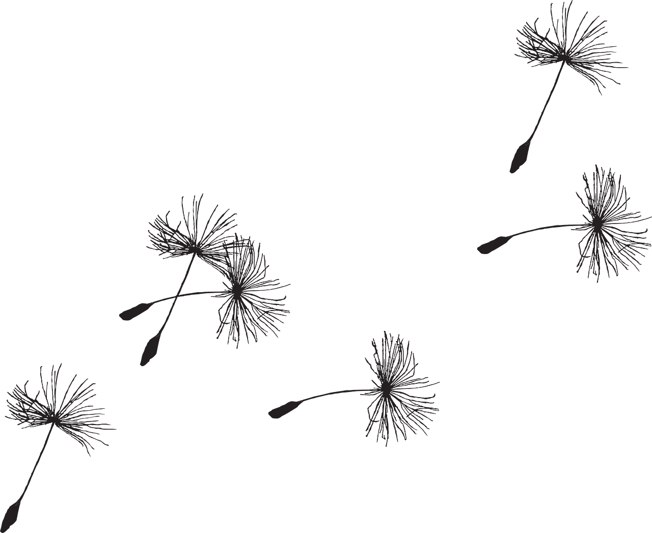 Image Result For Dandelion Tattoo - Dandelion Seed Head Tattoo - Free Transparent PNG Clipart Images Download. - Transparent PNG Free Download