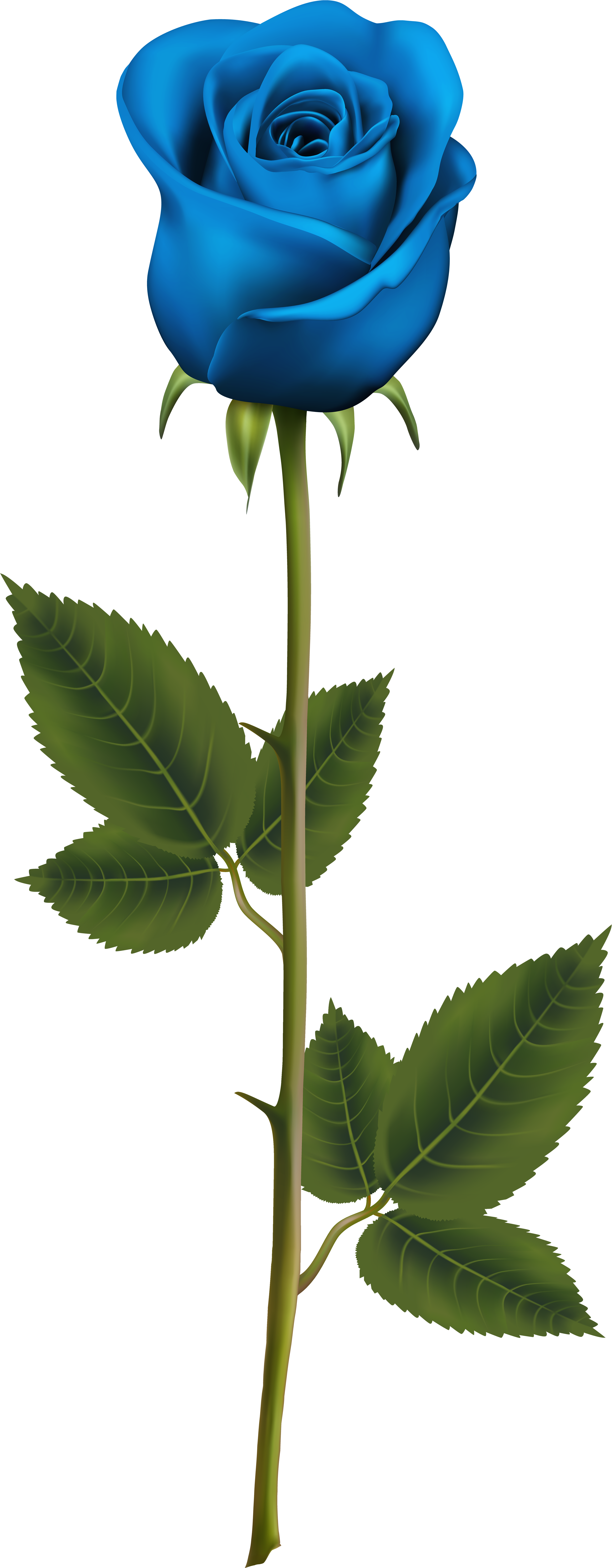 Blue Rose With Stem Png Transparent Clip Art Image - Blue Rose With Stem Tattoo - Free Transparent PNG Clipart Images Download. - Transparent PNG Free Download