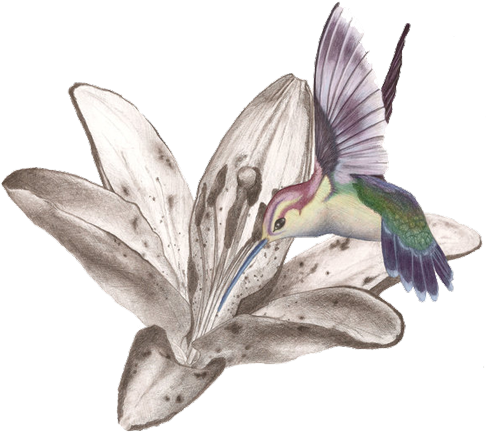 Hummingbird - Hummingbird In Flower Tattoo - Free Transparent PNG Clipart Images Download. - Transparent PNG Free Download