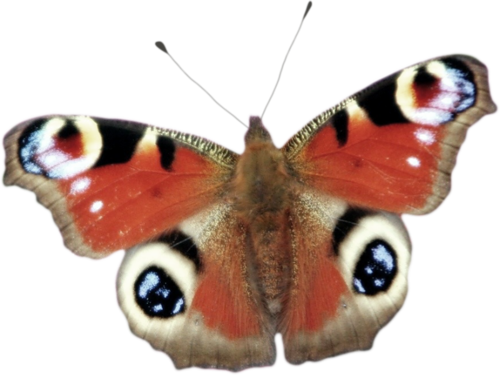 [ Img] - Tiger Butterfly Tattoo - Free Transparent PNG Clipart Images Download. - Transparent PNG Free Download