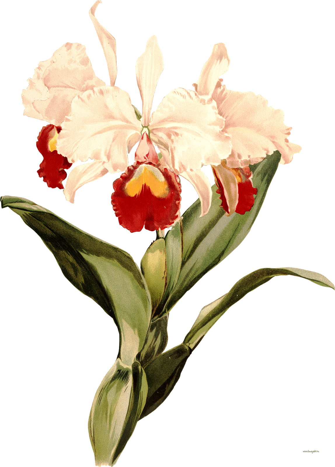 Natali На - Cattleya Orquidea Tattoo Hombre - Free Transparent PNG Clipart Images Download. - Transparent PNG Free Download