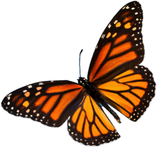 Life Cycle Stages - Monarch Butterfly Tattoo Black And White - Free Transparent PNG Clipart Images Download. - Transparent PNG Free Download