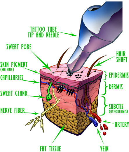 Construction Of Skin Козметика За Избрани - Second Skin Tattoo Cover - Free Transparent PNG Clipart Images Download. - Transparent PNG Free Download