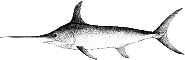 Report - Swordfish Tattoo Simple - Free Transparent PNG Clipart Images Download. - Transparent PNG Free Download