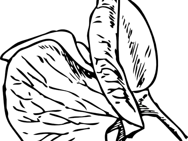 Pea Clipart Outline - Sweet Pea Flower Tattoo - Free Transparent PNG Clipart Images Download. - Transparent PNG Free Download