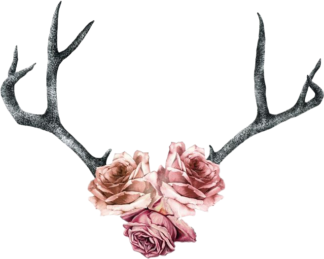 Rose Roses Antler Boho Pink Flowers - Deer Antler Tattoo With Flowers - Free Transparent PNG Clipart Images Download. - Transparent PNG Free Download