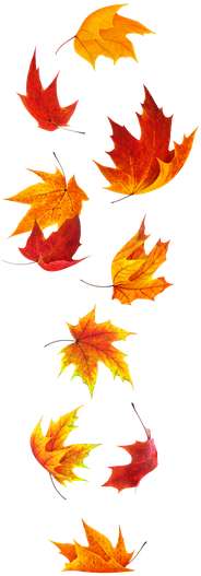 Clip Art Fall Stock Photos - Falling Maple Leaf Tattoo - Free Transparent PNG Clipart Images Download. - Transparent PNG Free Download