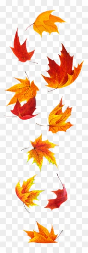Clip Art Fall Stock Photos - Falling Maple Leaf Tattoo - Free Transparent PNG Clipart Images Download. - Transparent PNG Free Download