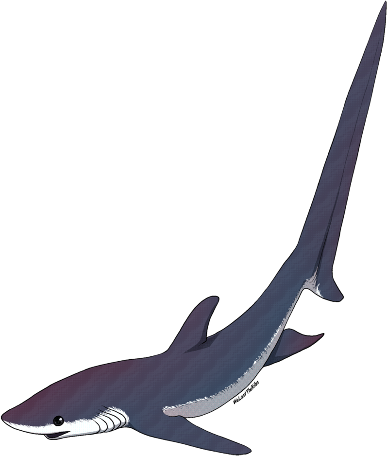 Thresher Shark Tattoo - Thresher Shark Silhouette Png - Free Transparent PNG Clipart Images Download. - Transparent PNG Free Download