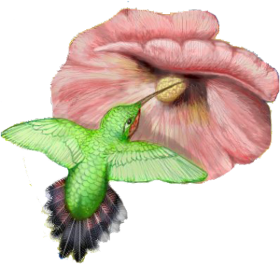 Photo Hummingbird Tattoos Clipart Png Images - Hummingbird - Free Transparent PNG Clipart Images Download. - Transparent PNG Free Download