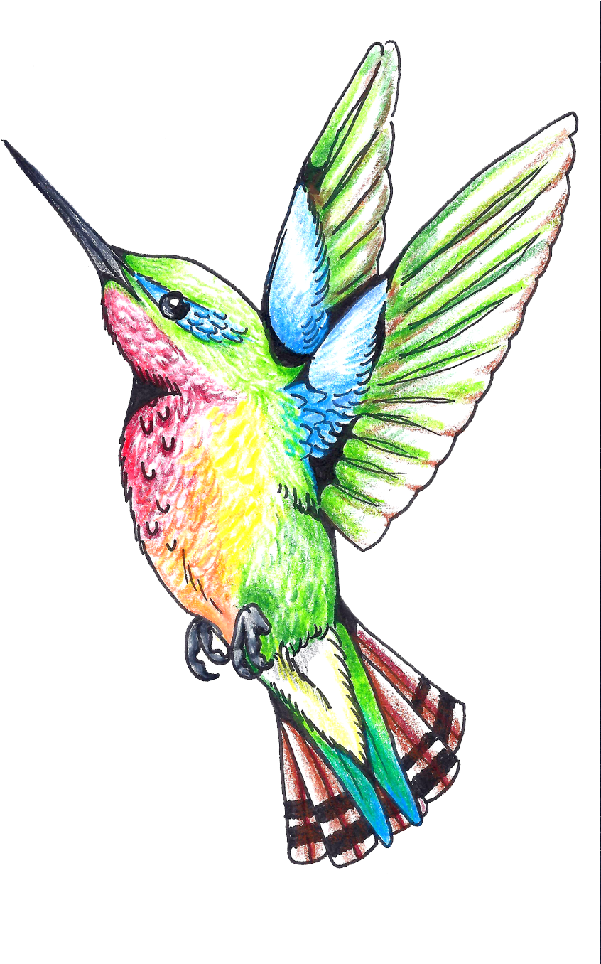 Hummingbird Tattoos Png Clipart - Hummingbird - Free Transparent PNG Clipart Images Download. - Transparent PNG Free Download