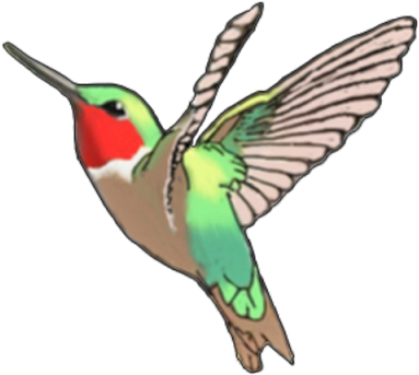 Hummingbird Tattoos Cut Out Png Images - Ruby-throated Hummingbird - Free Transparent PNG Clipart Images Download. - Transparent PNG Free Download