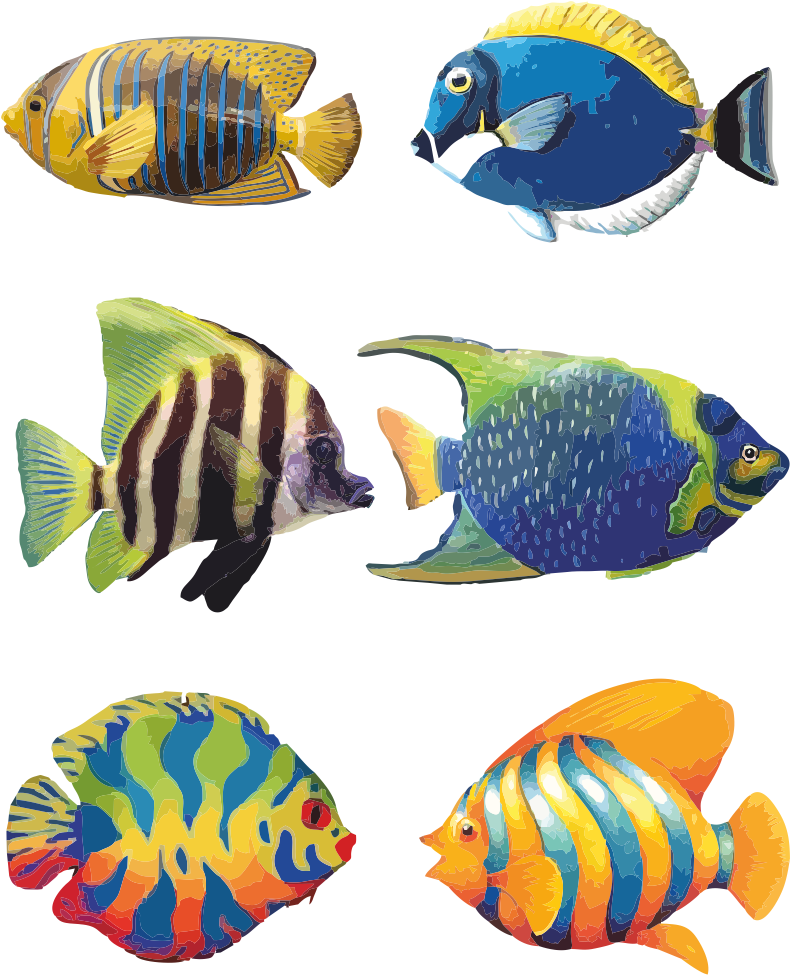 Koi Fish Drawing With Flowers Galleries - Colour Of A Fish - Free Transparent PNG Clipart Images Download. - Transparent PNG Free Download