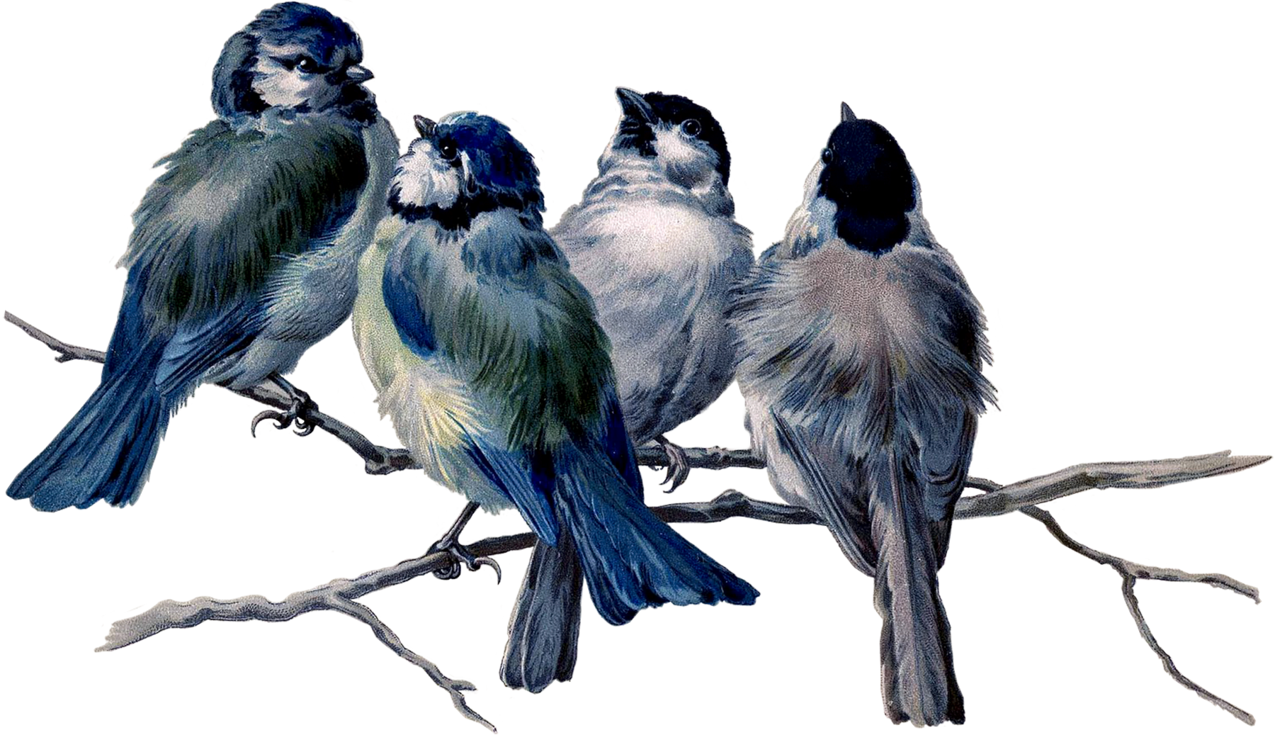 Scrapbooking, Collage, Birds, Graphics, Animals, Searching, - Ralph Waldo Emerson Garden Quotes - Free Transparent PNG Clipart Images Download. - Transparent PNG Free Download