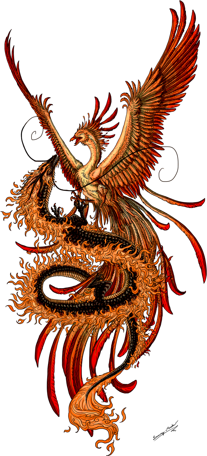 Phoenix Tattoo Design Picture - Phoenix And Dragon - Free Transparent PNG Clipart Images Download. - Transparent PNG Free Download