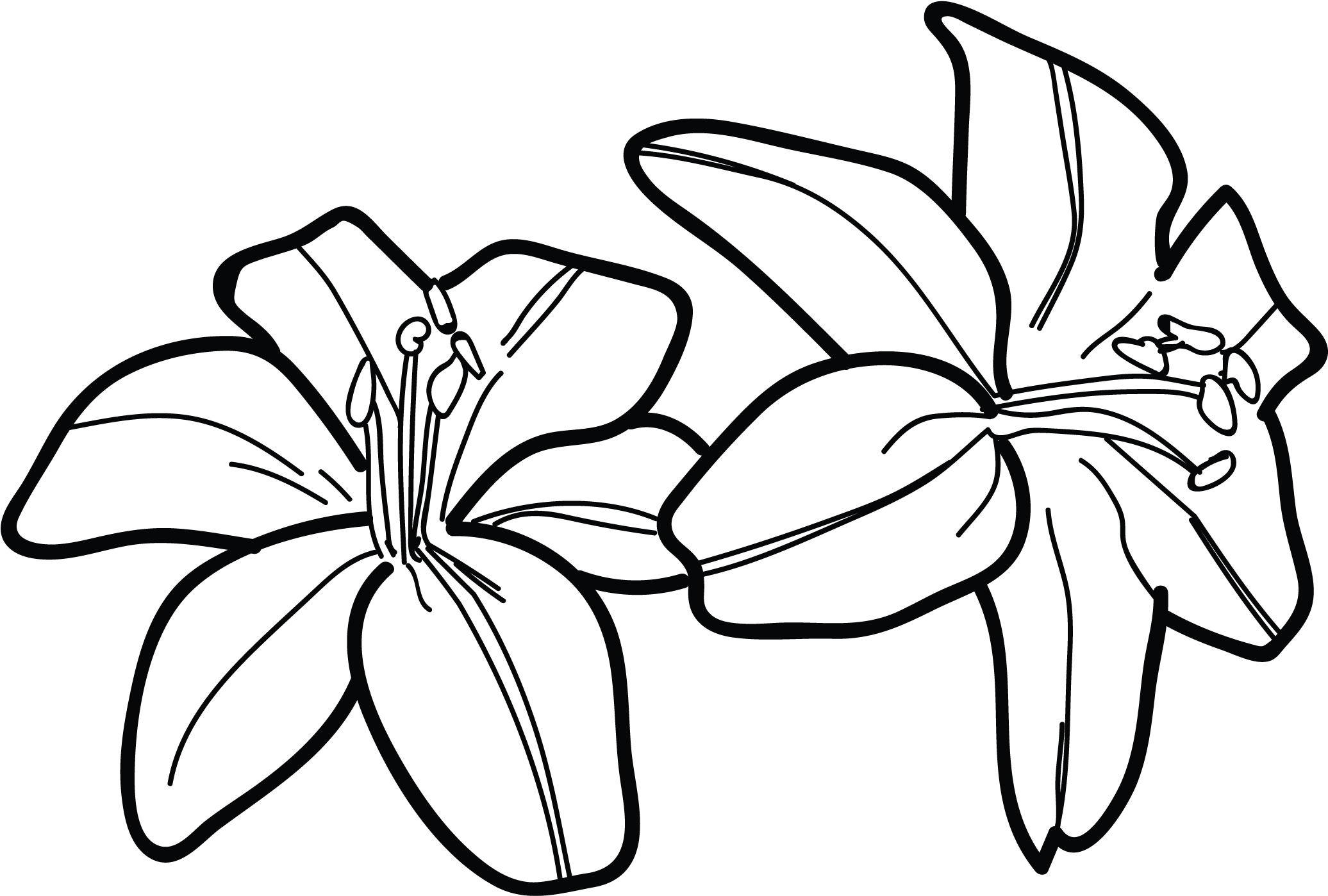 Tiger Lily Flower Drawing Water Lilies Tattoos Designs - Draw A Tiger Lily - Free Transparent PNG Clipart Images Download. - Transparent PNG Free Download
