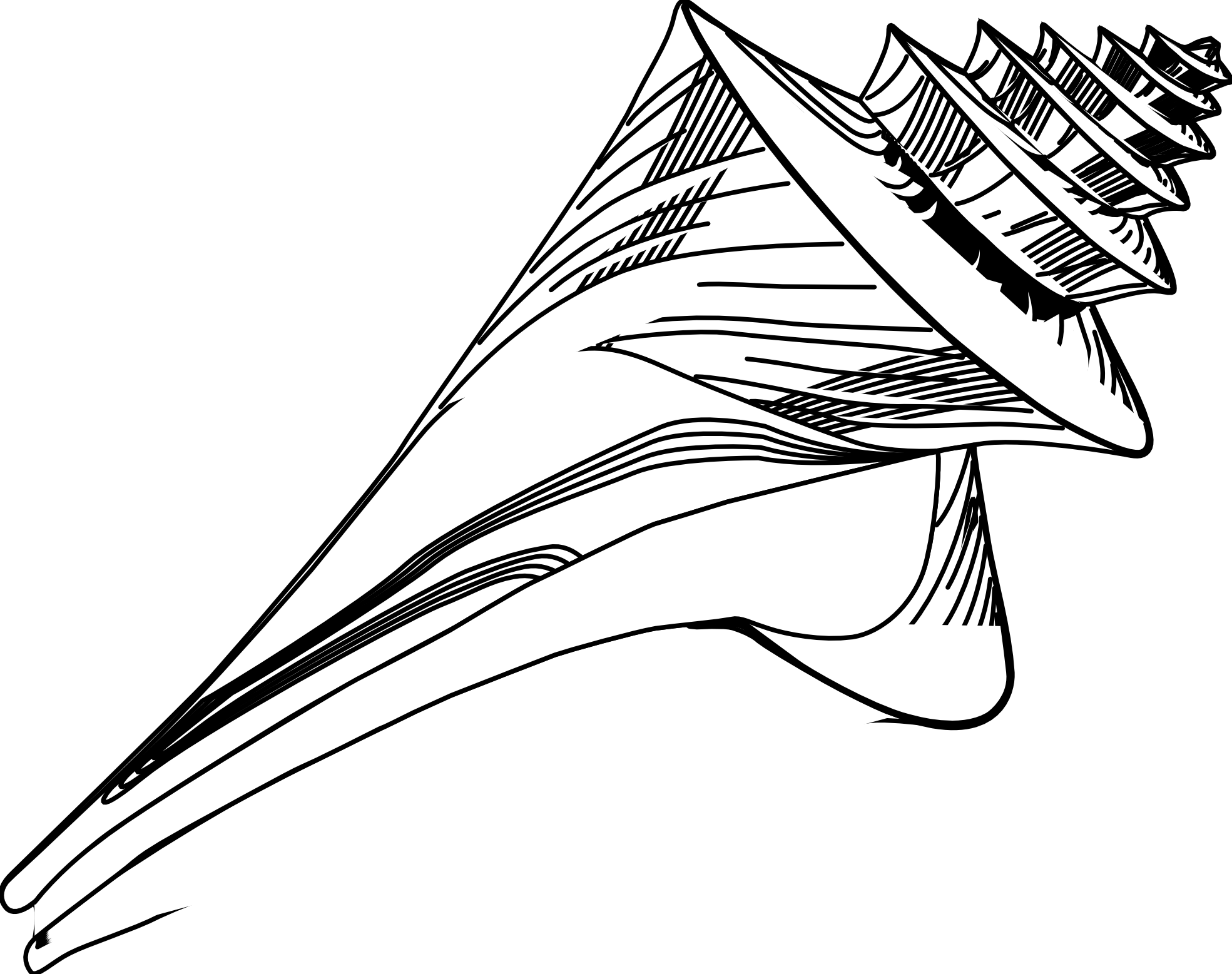 Tattoo's For Seashell Tattoo Black And White - Black And White Ocean Shell Clipart - Free Transparent PNG Clipart Images Download. - Transparent PNG Free Download