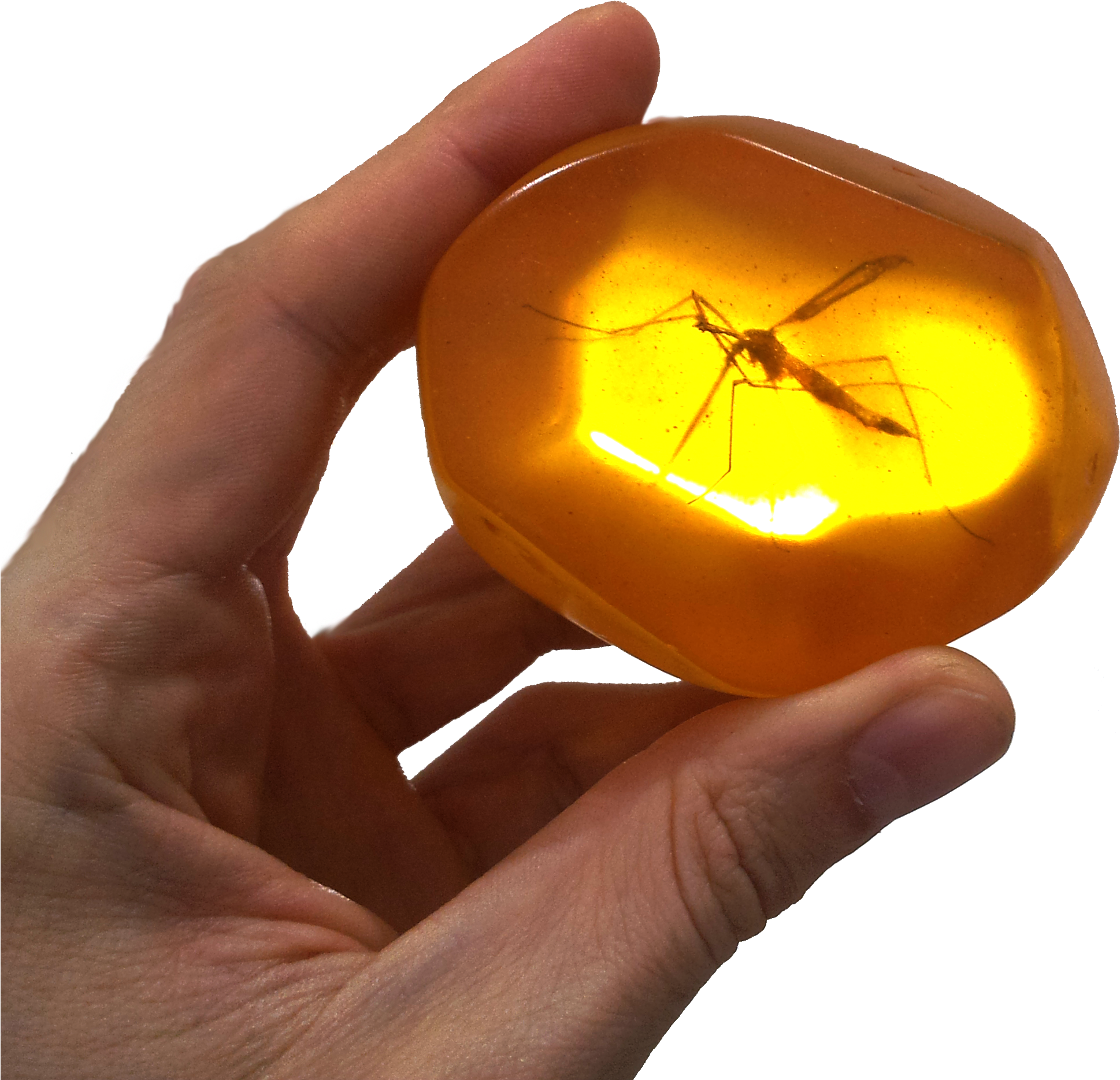 Amber Fx Tattoo Download - Mosquito Trapped In Amber - Free Transparent PNG Clipart Images Download. - Transparent PNG Free Download