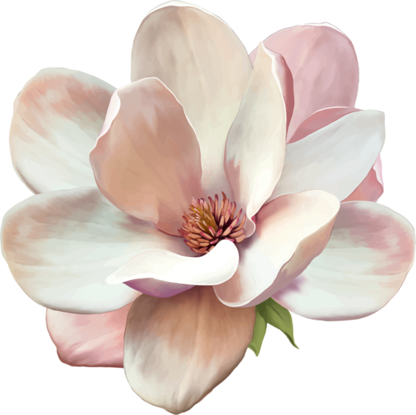 Magnolia Tattoo, Signe De Respect Et De Fidélité Dans - Magnolia Clipart - Free Transparent PNG Clipart Images Download. - Transparent PNG Free Download