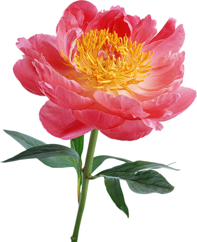 Explore Peony Drawing, Tattoo Flowers, And More - Flowers - Free Transparent PNG Clipart Images Download. - Transparent PNG Free Download
