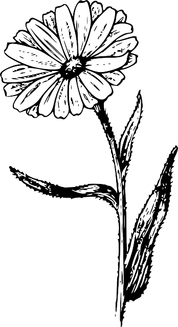 Drawing, Flower, Plant, Garden, Nature, Tattoo - Calendula Vintage Look 6 X Ceramic Tile Backsplash - Free Transparent PNG Clipart Images Download. - Transparent PNG Free Download