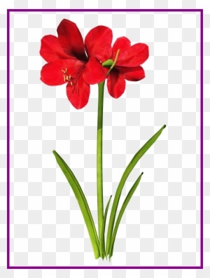Awesome Amaryllis Flower Tattoo Clip Art Pic For Vector - Amaryllis Clip Art - Free Transparent PNG Clipart Images Download. - Tattoo Transparent PNG Free Download