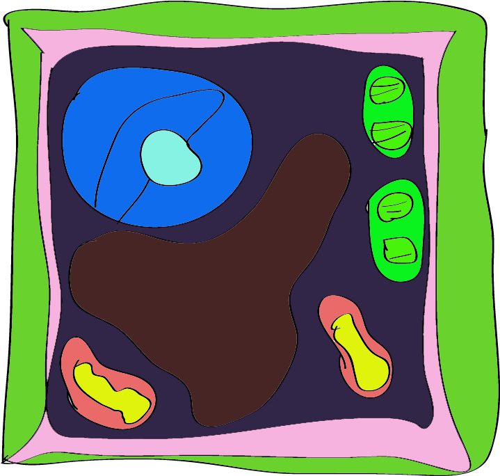 Plant Cell Diagram For Kids Animal With Tattoo Page - Plant Cell Rangoli - Free Transparent PNG Clipart Images Download. - Transparent PNG Free Download