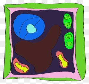 Plant Cell Diagram For Kids Animal With Tattoo Page - Plant Cell Rangoli - Free Transparent PNG Clipart Images Download. - Transparent PNG Free Download