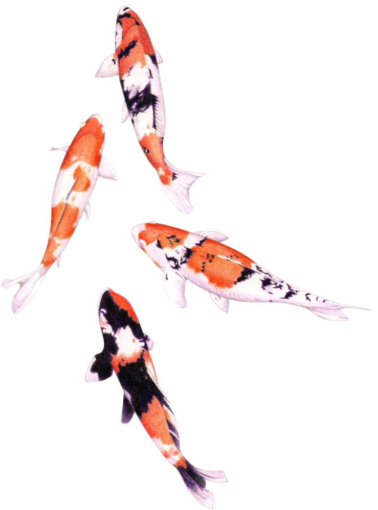 Koi Fish Png Graphic Royalty Free Stock, Transparent - Transparent PNG Free Download